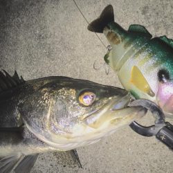 ブルシューターの集魚力！