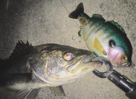 ブルシューターの集魚力！