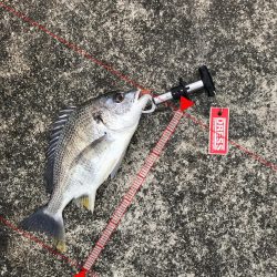 2月25日流れに逆らい連発