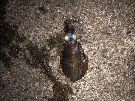 パラソル級のはずが…