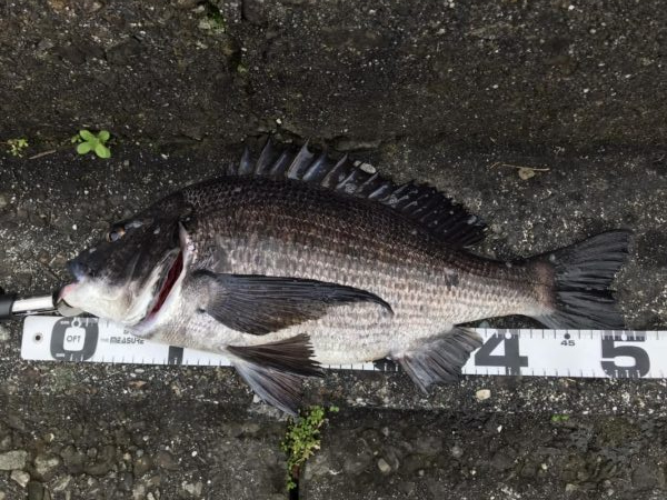 イチノ兄弟、釣果！