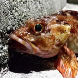 癒しと安定のガシラ