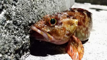 癒しと安定のガシラ