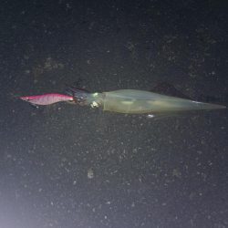 エギングでヤリイカ