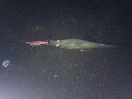 エギングでヤリイカ