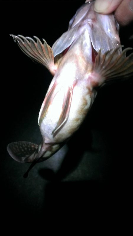 安定のガシラ釣り