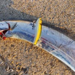 青岸で太刀魚!!