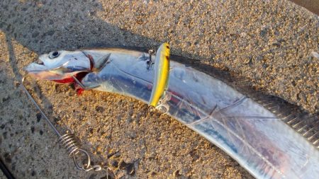 青岸で太刀魚！！