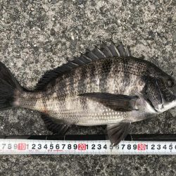 乗っ込み始まっています?