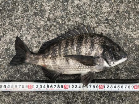 乗っ込み始まっています？