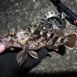 南港へち釣行 （2020/02/01 南港ヘチ釣り　ガシラ 釣果有り）