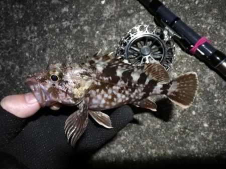 南港へち釣行 （2020/02/01 南港…