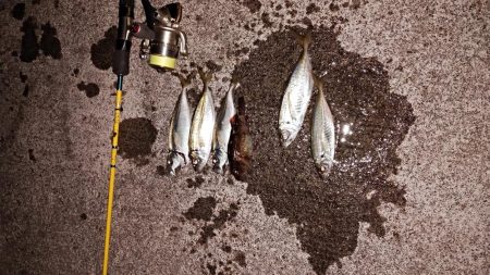 アジのリクエスト