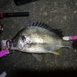 南港へち釣行 (2020/02/02 南港ヘチ釣り キビレチヌ(44cm)ガシラ 釣果有り)