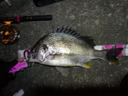 南港へち釣行 (2020/02/02 南港ヘチ釣り キビレチヌ(44cm)ガシラ 釣果有り)