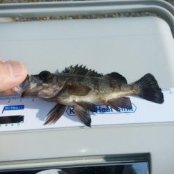 昼間は暖かい予報なので