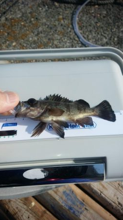 昼間は暖かい予報なので