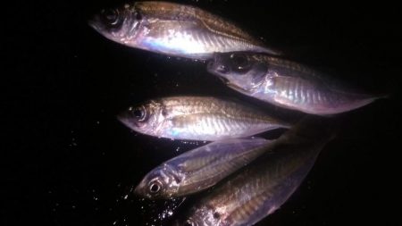 真冬のアジング