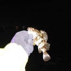 タケノコメバル