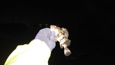 タケノコメバル