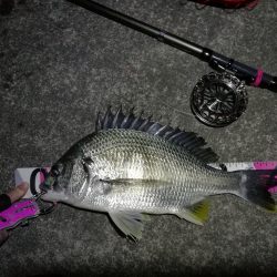 南港へち釣行 (2020/02/06 激サム~南港ヘチ釣り キビレチヌ(41cm)ガシラ 釣果有り)