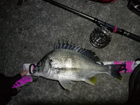 南港へち釣行 （2020/02/06 激サ…