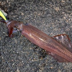 強風の中、なんとかツ抜け