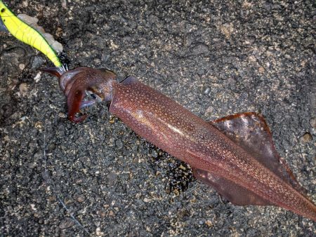 強風の中、なんとかツ抜け