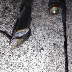 諦めたらアイナメが！