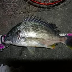 南港へち釣行 （2020/02/06 やっぱり寒い～南港ヘチ釣り　キビレチヌ（43.5cm）ガシラ 釣果有り）