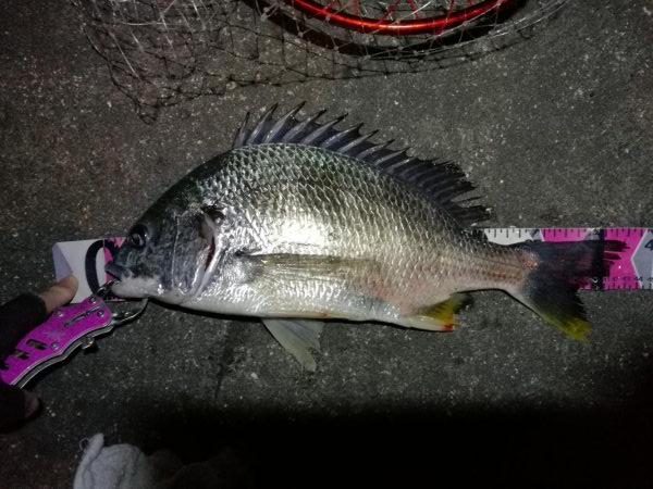 南港へち釣行 （2020/02/06 やっ…