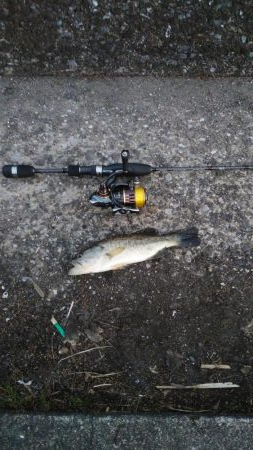 まずまずサイズ