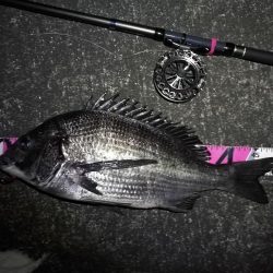 南港へち釣行 (2020/02/06 かなり寒い中の南港ヘチ釣り 真チヌ(49cm!)ガシラ 釣果有り)