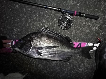 南港へち釣行 (2020/02/06 かなり寒い中の南港ヘチ釣り 真チヌ(49cm!)ガシラ 釣果有り)