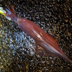 強風の中、再度のツ抜け