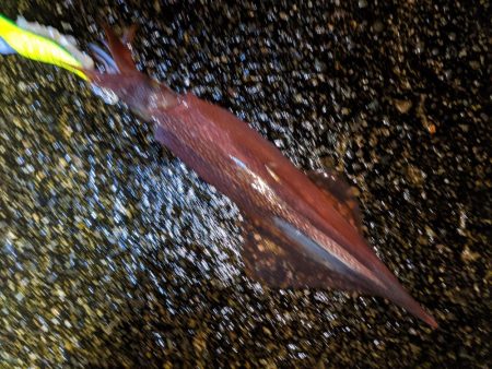 強風の中、再度のツ抜け