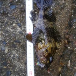 穴釣りでタケノコメバル18cm
