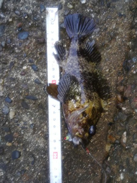 穴釣りでタケノコメバル18cm
