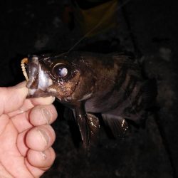 タフコンディション