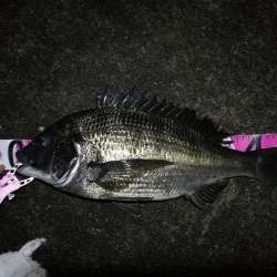 南港へち釣行 （2020/02/15 濃霧の南港ヘチ釣り 真チヌ48cm　ガシラ 釣果有り）