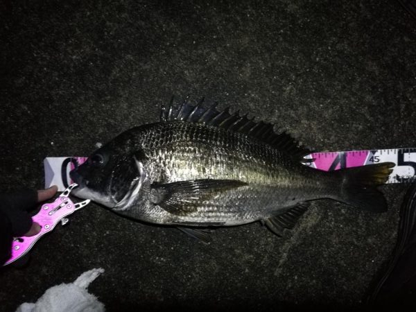 南港へち釣行 （2020/02/15 濃霧…