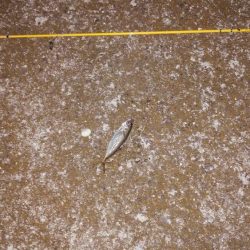 初　淡路メバリング