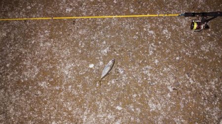 初　淡路メバリング