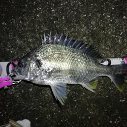 南港へち釣行 (2020/02/16 南港ヘチ釣り キビレチヌ(39cm)ガシラ 釣果有り)