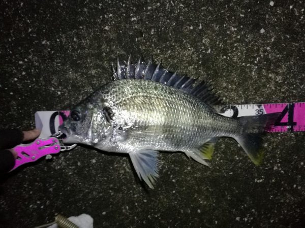 南港へち釣行 （2020/02/16 南港…