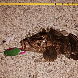 レアタケノコゲットだぜ