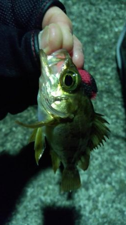 風も無く暖かそうなので