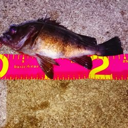 アフター回復中