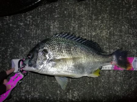 南港へち釣行 （2020/02/22 南港…