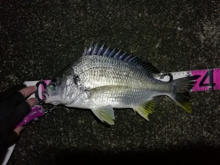 南港へち釣行 （2020/02/23 南港…